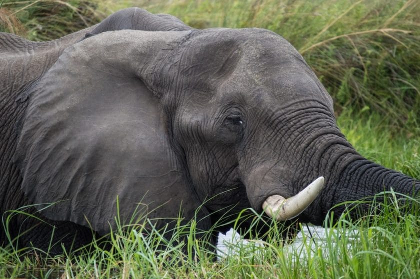 Elephant on a Tanzania Safari | Photo credits: Matthys Van Aswegen