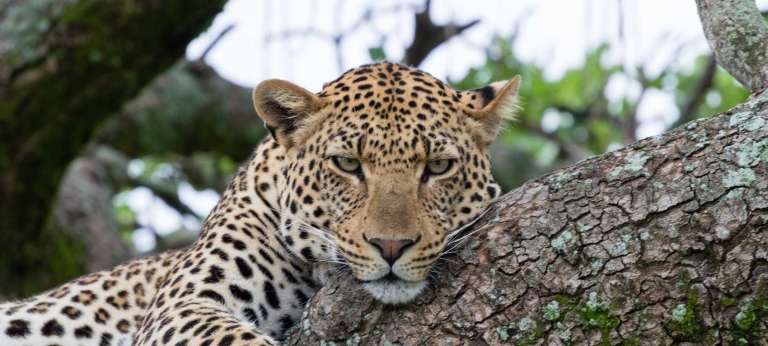Leopard chilling in a tree