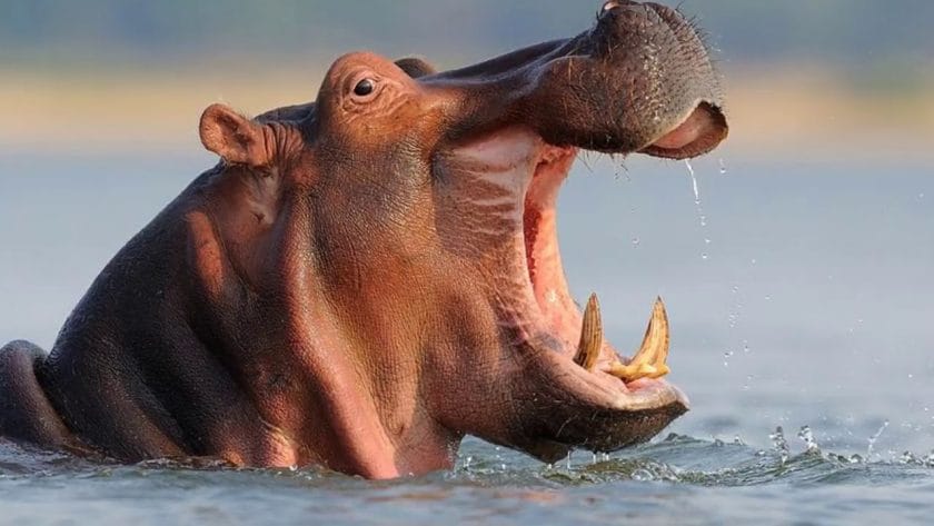 Hippo with an opened mouth.