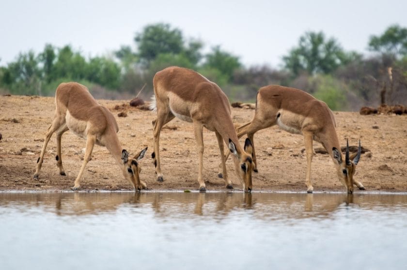 Antelope in Tanzania | Photo credits: Matthys Van Aswegen