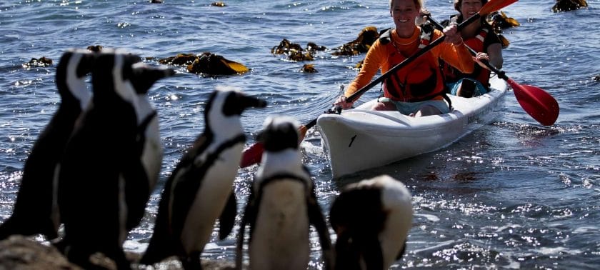 Kayaking with Penguins in South Africa