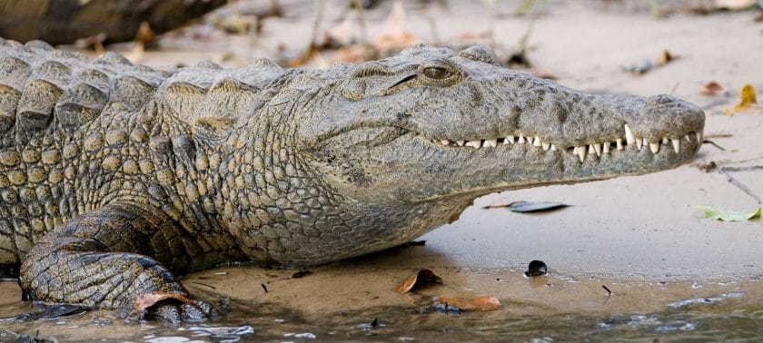Crocodile lurking for prey