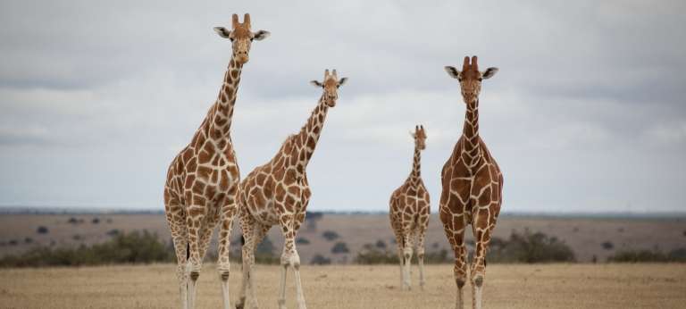 Giraffe pack in Kenya