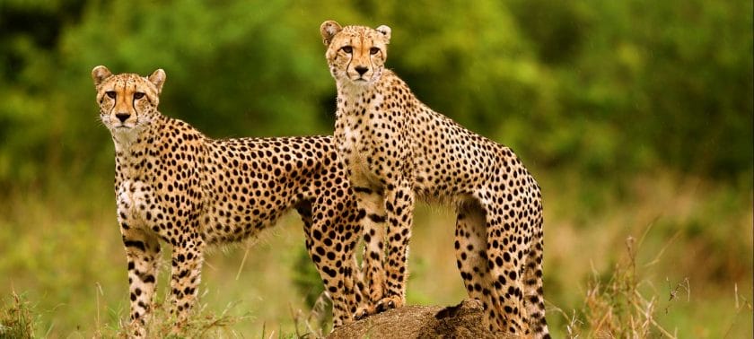 Cheetahs in Thornybush Private Reserve, SOuth Africa.