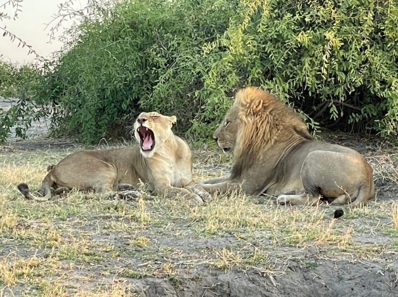 Lion watching on Safari