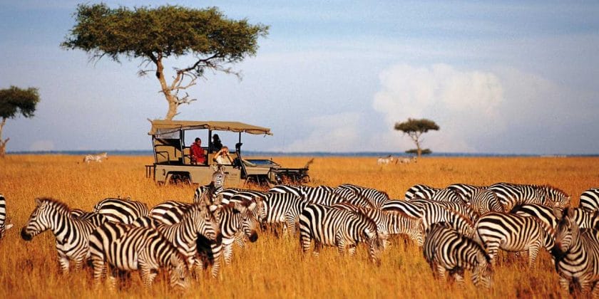 Zebras being observed by a safari vehicle, Kenya.