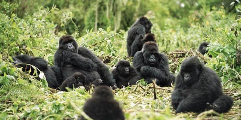 Gorillas In Rwanda