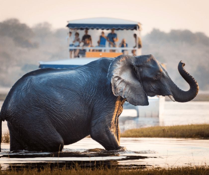 Elephant spotting on a Okavango Delta Safari