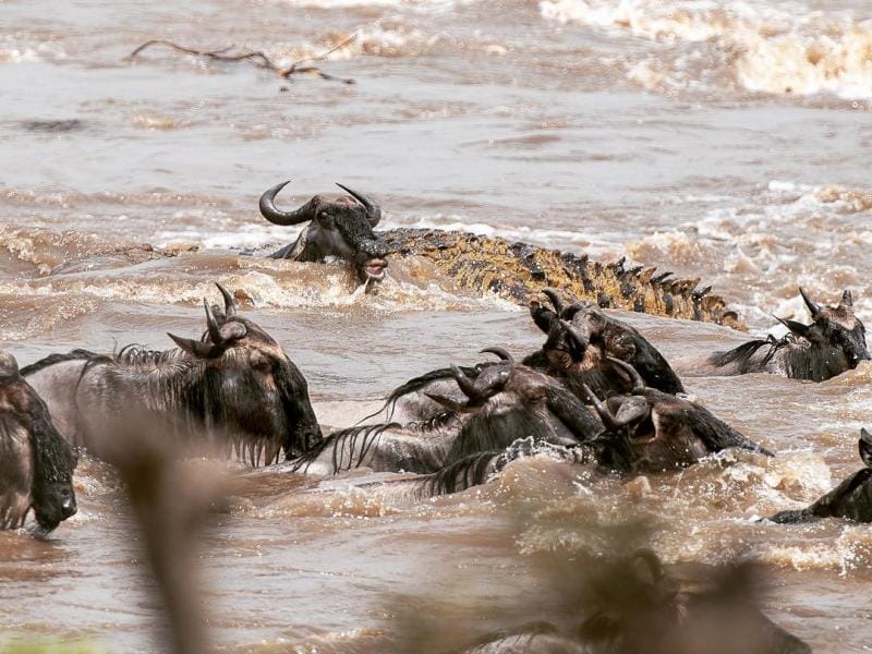 where is masai mara safari