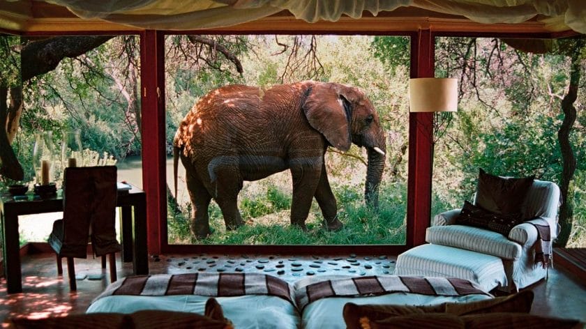 Elephant sightings on a South African Safari