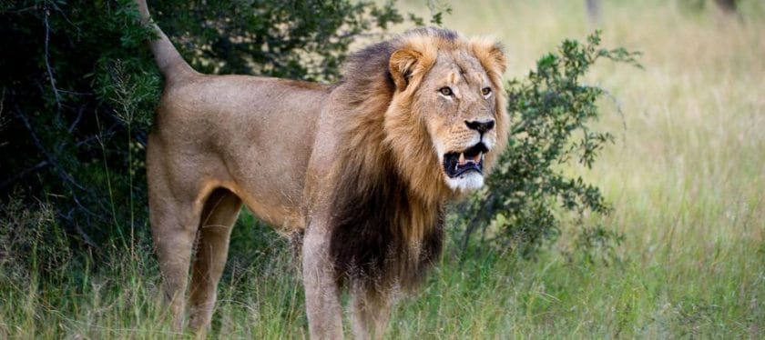 Lion in Kenya.