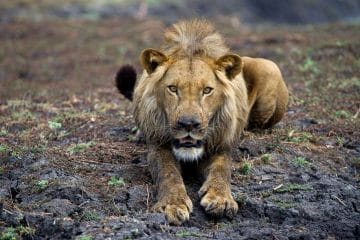 african lion safari tickets coupons