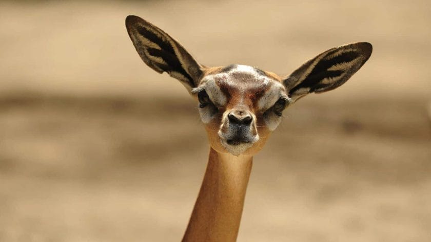 Wildlife in Tsavo National Park, Kenya.