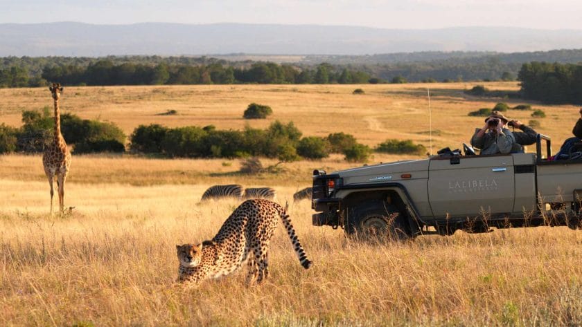 Cheetahs spotted on a safari | Photo credit: Lalibela Game Reserve
