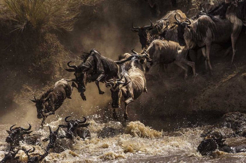 Wildebeest leaping into the Mara river in Masa Mara, Kenya.