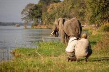 safari i zimbabwe