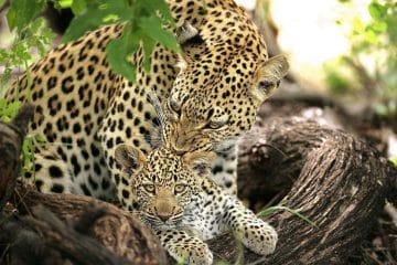 leopard safaris