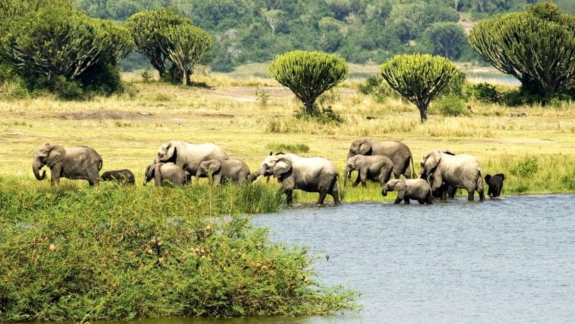 Herd of elephants in Queen Elizabeth National Park, Uganda