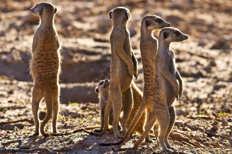 Kalahari Desert Safaris & Tours | Safari in Kalahari Desert Kalahari Desert Safaris & Tours | Safari in Kalahari Desert