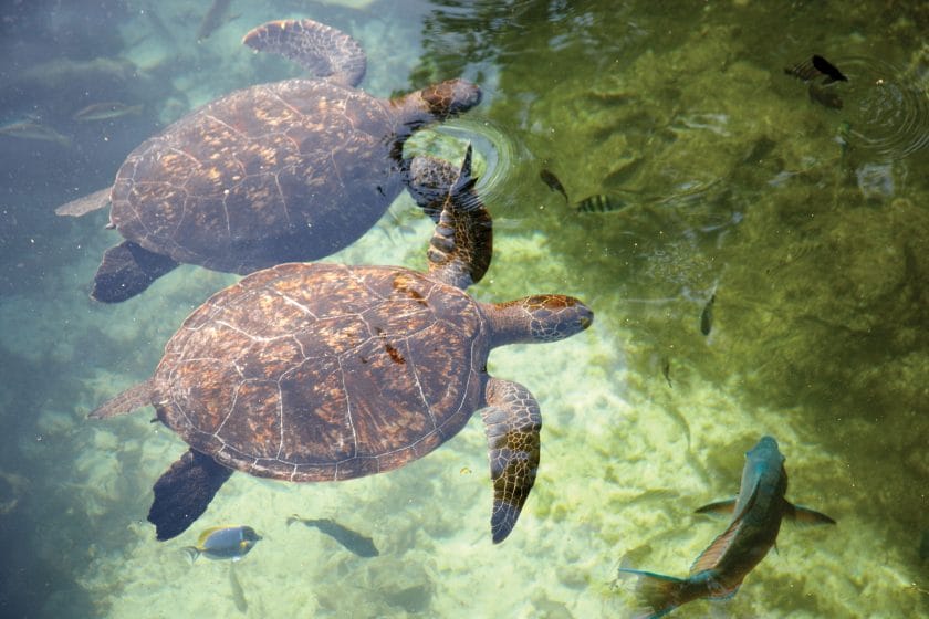 Turtles in the waters of Zanzibar.