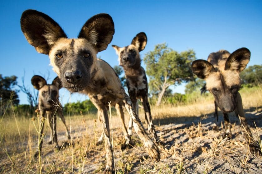 Pack of curious African wild dogs in Moremi Game Reserve, Botswana.