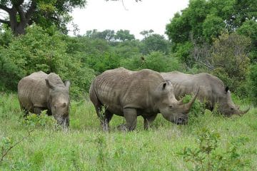 african safari safe for families