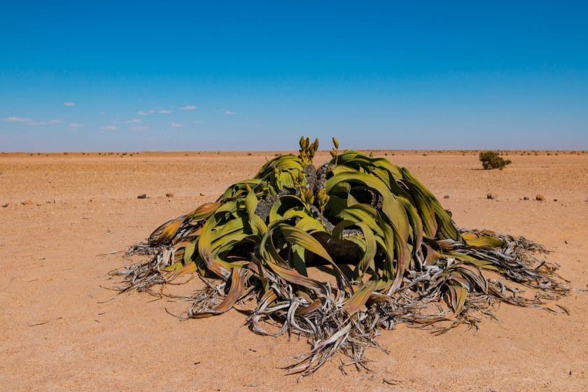 Welwitschia is the national flower of Namibia