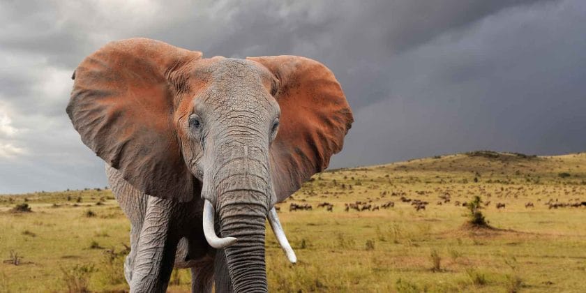 Aberdare National Park in Kenya