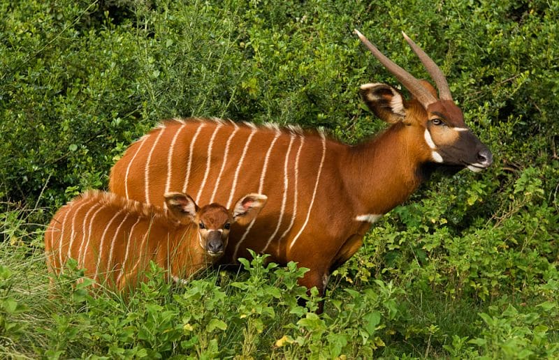 Aberdare National Park Wildlife