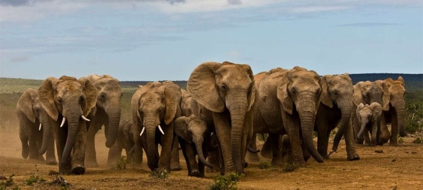 Herd of elephants in Addo Elephant National Park, South Africa.