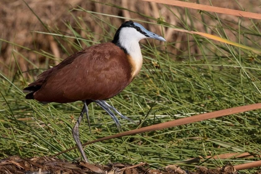 African Jacana Botswana