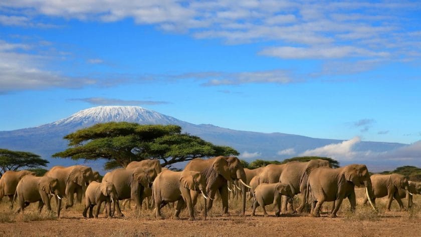 Elephants in Amboseli National Park.