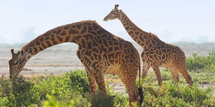 Giraffe in Amboseli National Park.