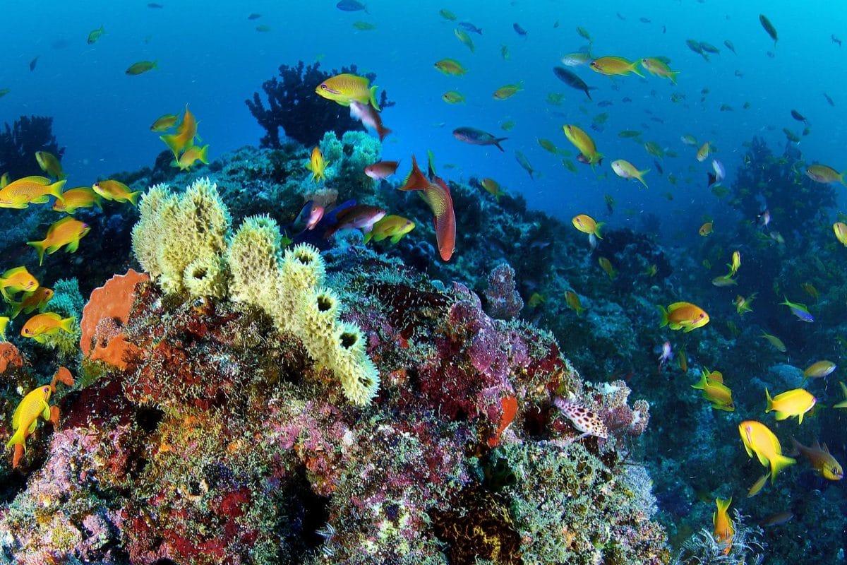 Top 10 spots for snorkelling and diving in Southern Africa | Discover ...