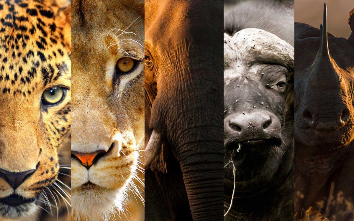 How did the 'Big Five' get their name? | Safari FAQs How did the 'Big Five' get their name? | Safari FAQs