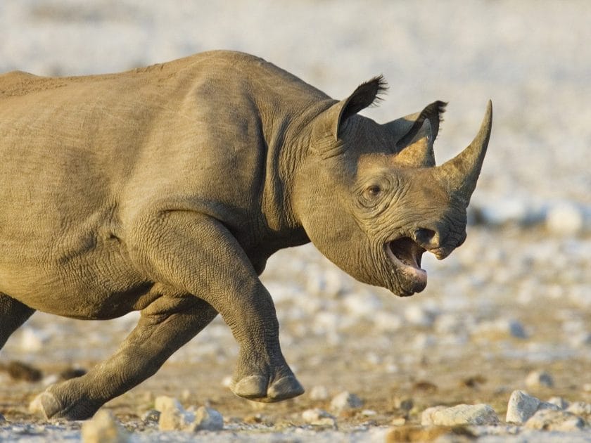 Black rhino charging in Etosha National Park, Namibia.