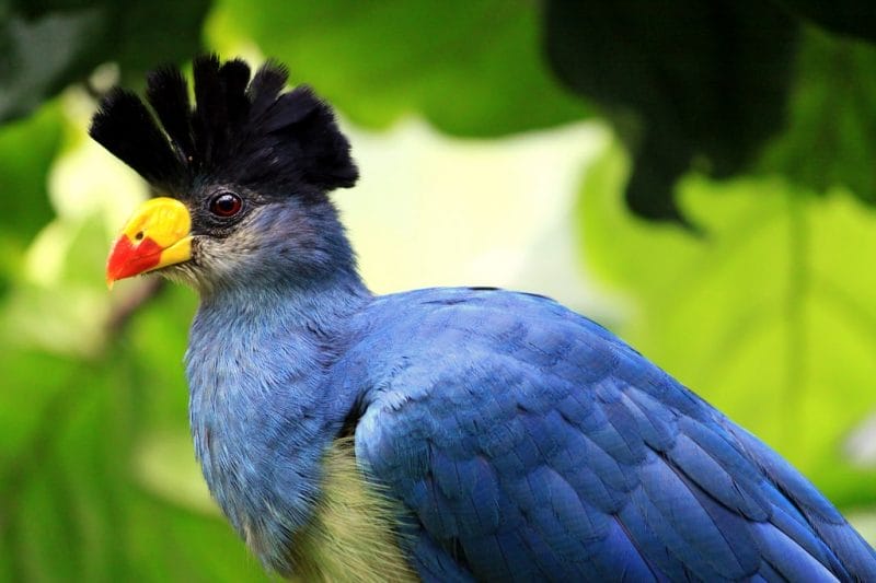 Blue Turaco on a birding safari tour