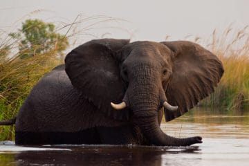 south africa safari in june