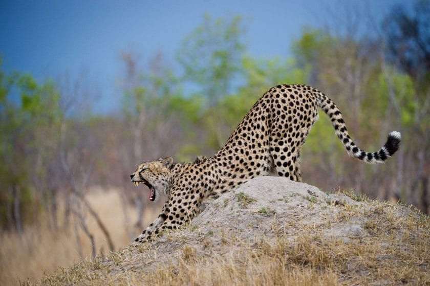 Cheetah in Hwange National Park, Zimbabwe.