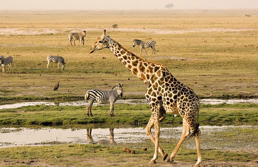 Giraffe passes by zebras in Chobe National Park, Botswana.
