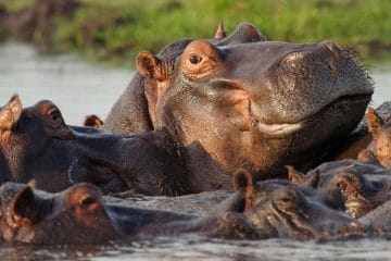river safari in africa