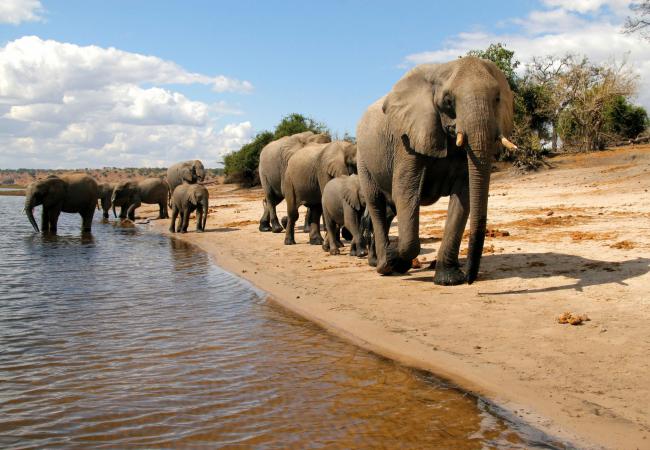 Elephants on the banks of the Chobe River, Botswana.