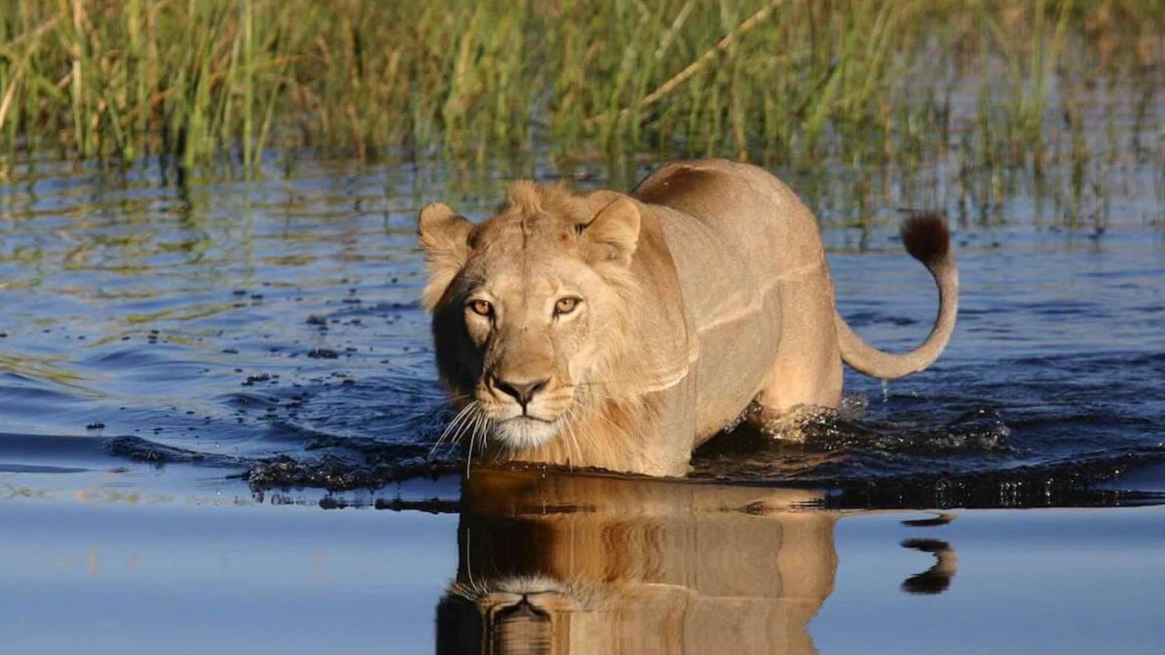 botswana delta popular with safari tourists