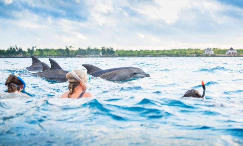 Swimming with dolphins in Zanzibar.