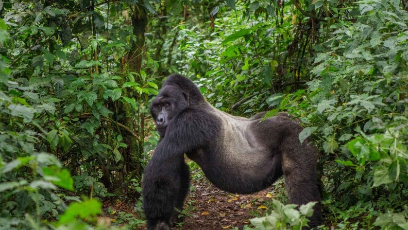 Male mountain gorilla in Bwindi Impenetrable Forest National Park, Uganda.
