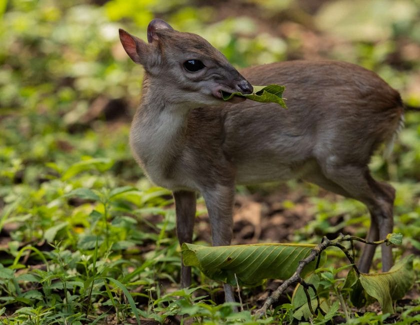 Cute little Duiker eating some plants