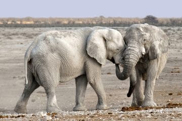 namibia safari animals