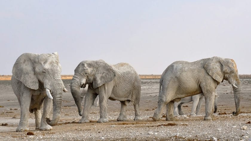 Desert adapted elephants in Etosha National Park, Namibia