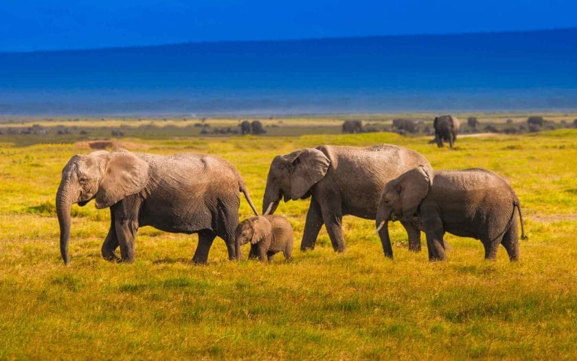 Elephants roaming in Kenya.