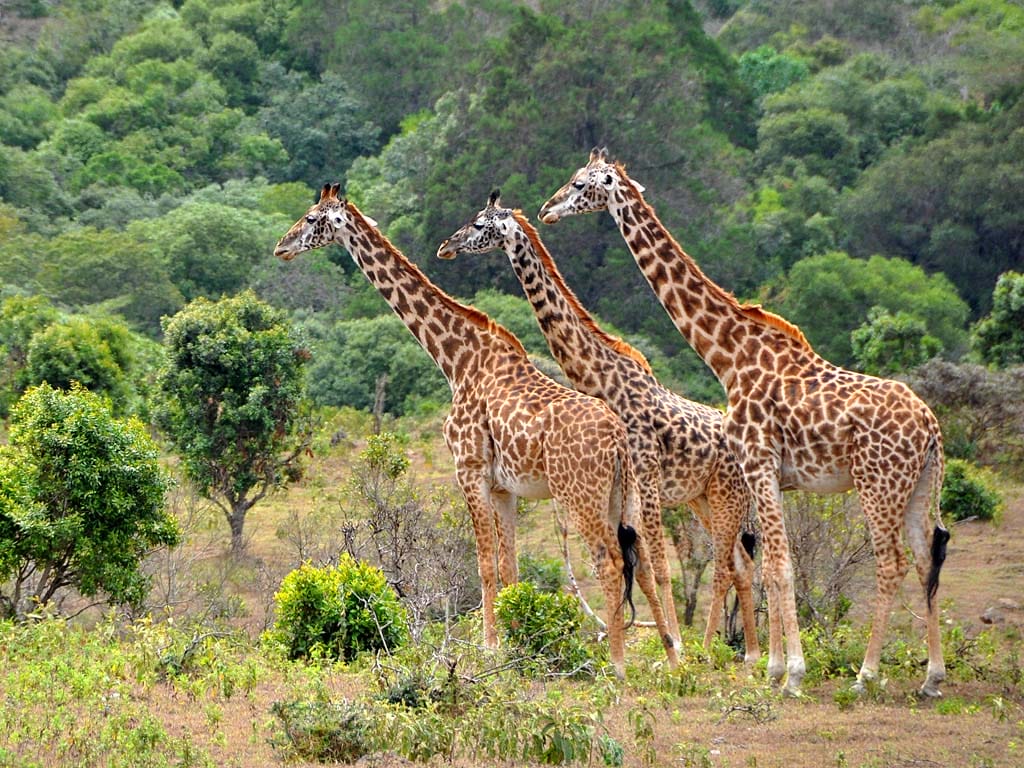 The 3 Best Great Migration Safari Tours Of 2024 | Discover Africa